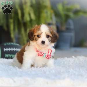 Scout, Cavachon Puppy